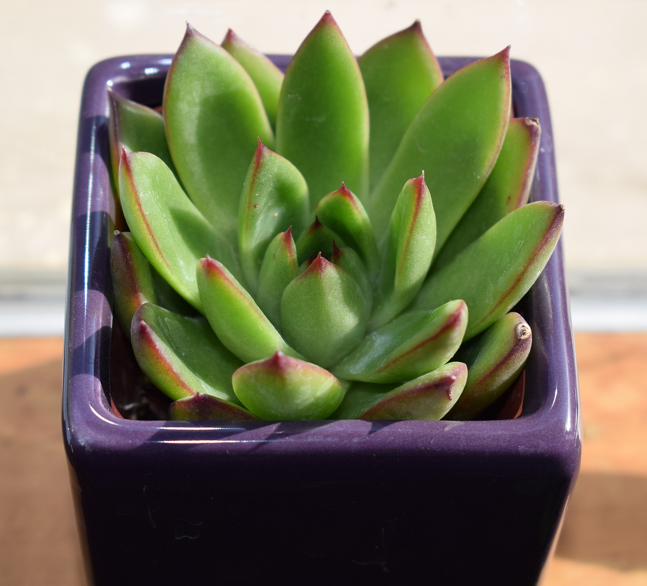 succulent-in-purple-pot-2022016_1280