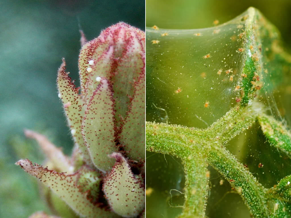 Control-Spider-Mites-on-Your-Succulents1