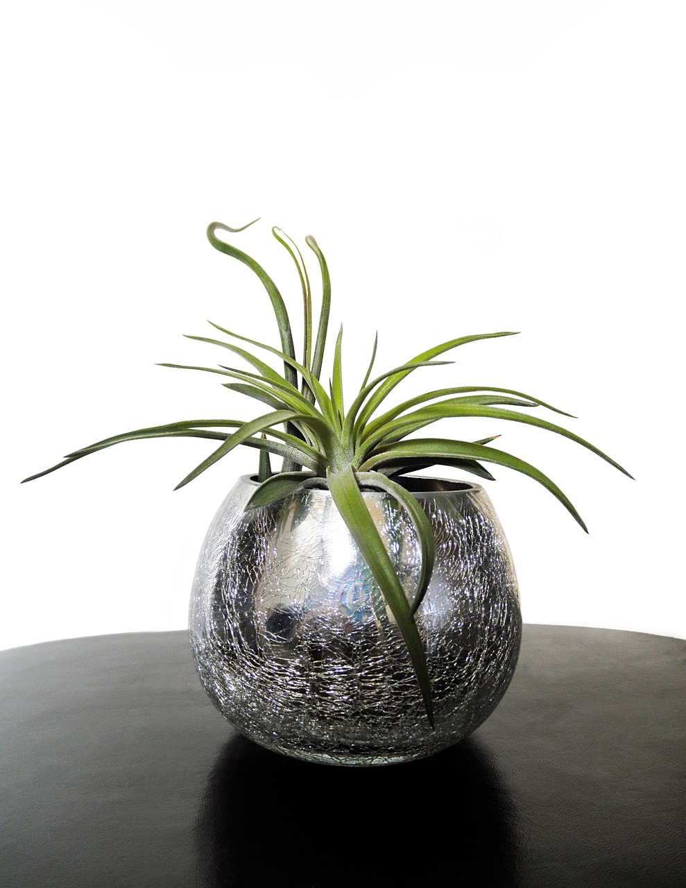 air-plants-730164_1280
