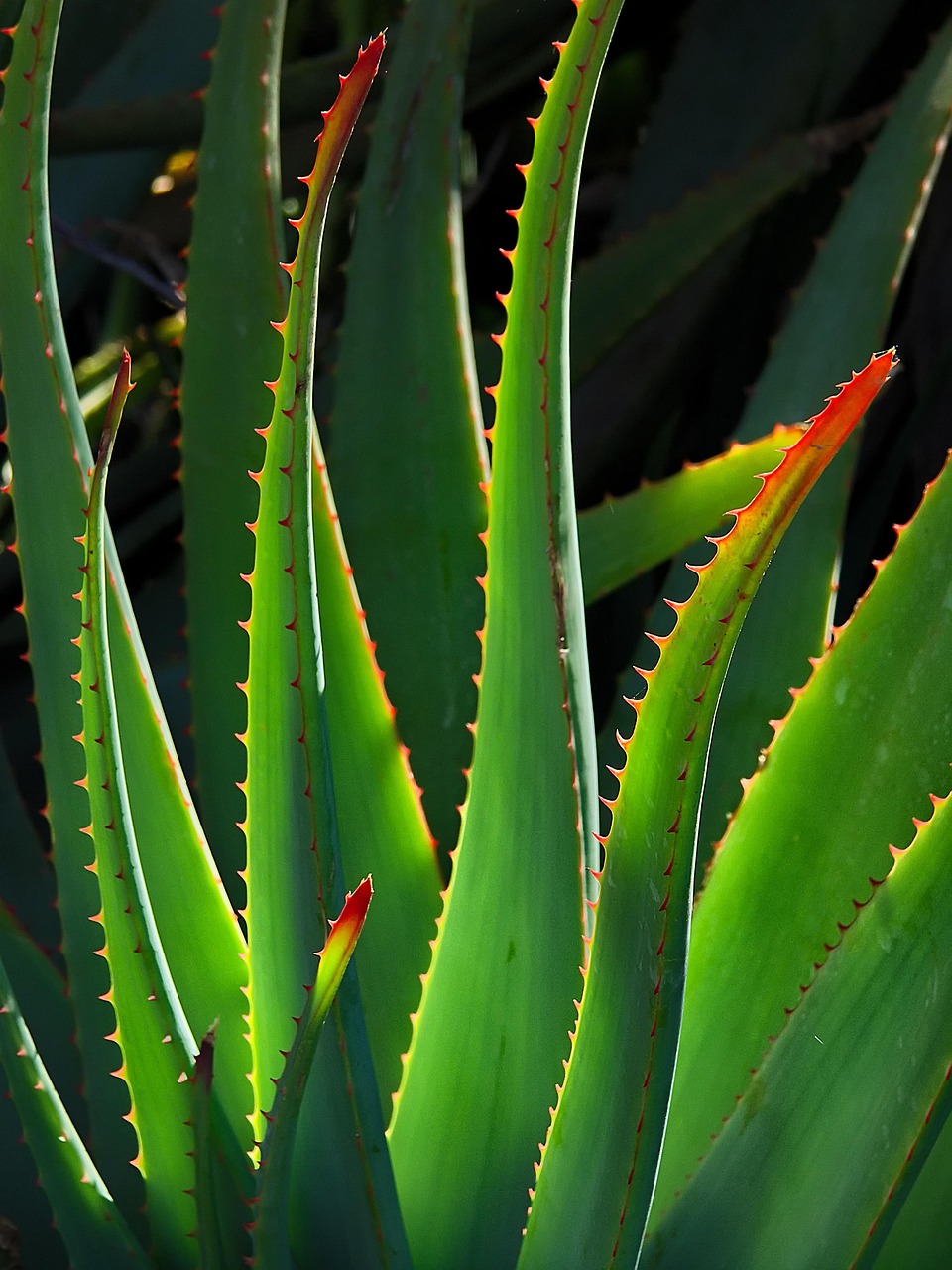 plant-6544088_1280 plant-6544088_1280