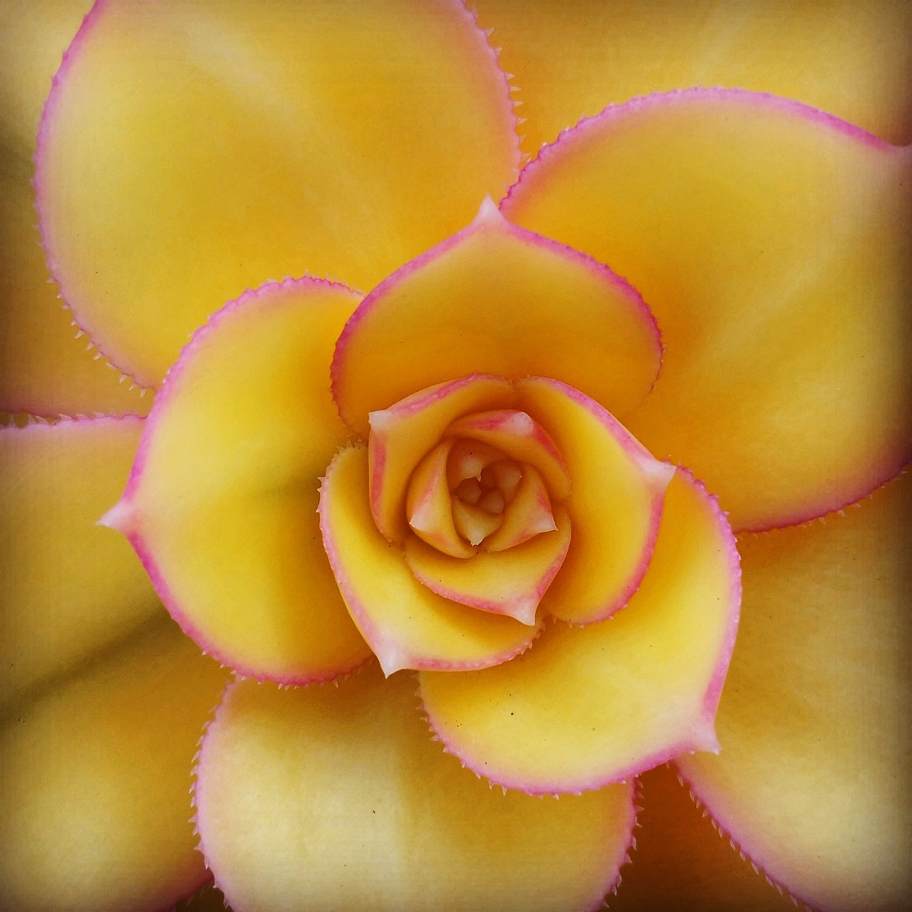 succulent-1524299_1280