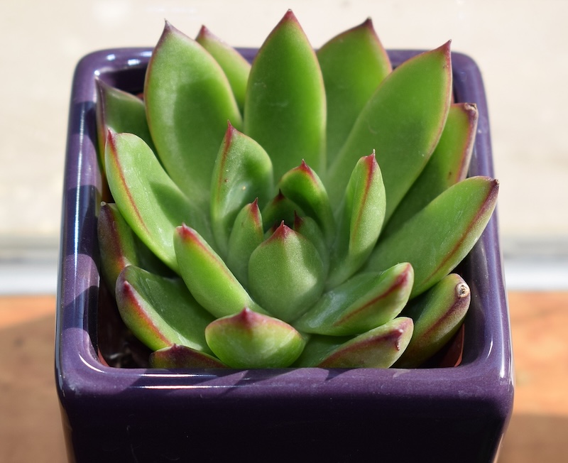 succulent-in-purple-pot-2022016_1280