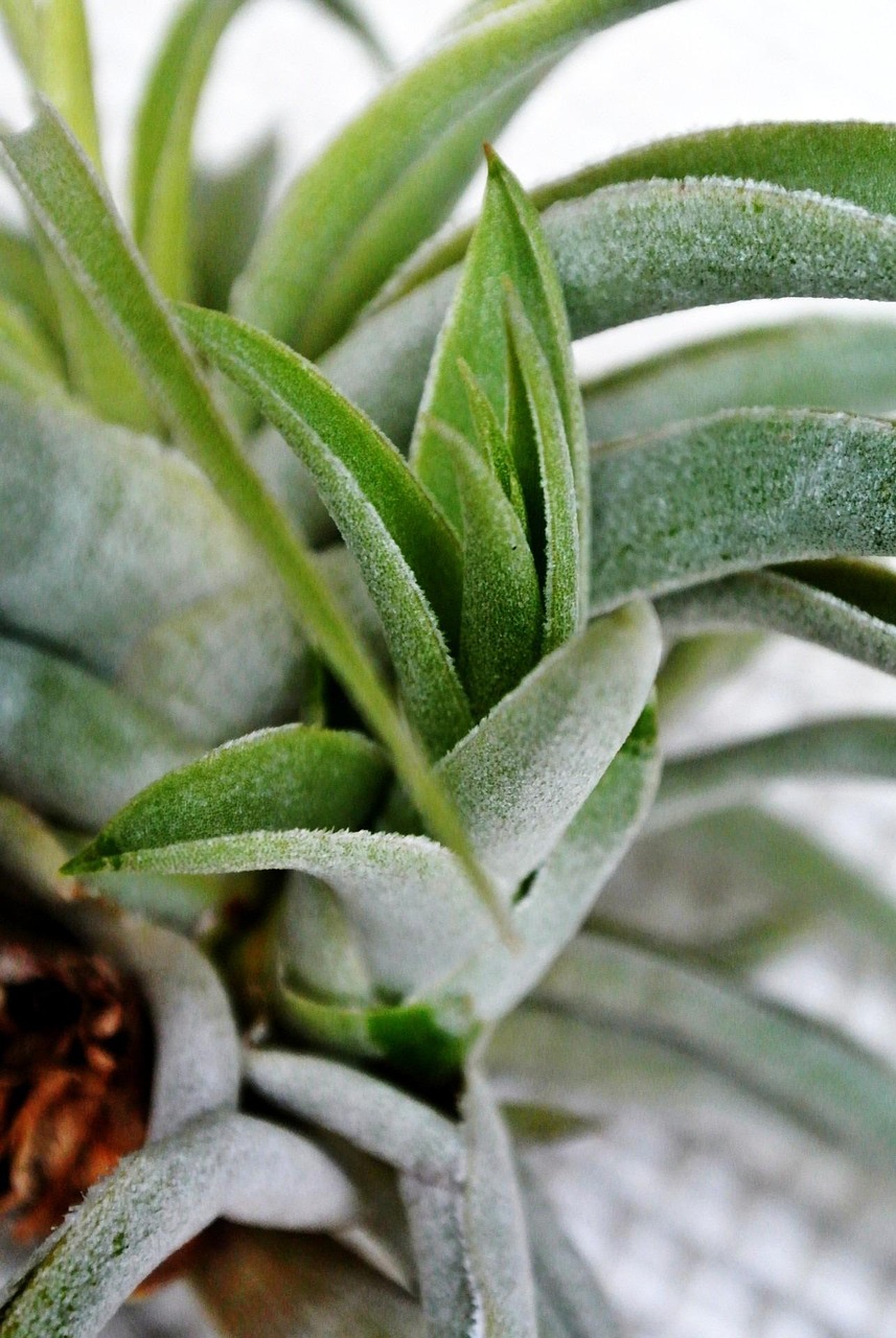 tillandsia-214720_1280