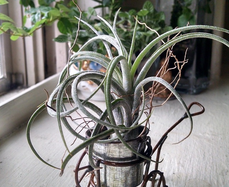 tillandsia-2741254_1280 tillandsia-2741254_1280